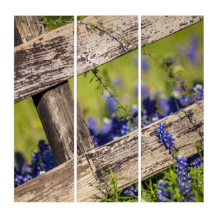 Texas Bluebonnets Around A Country Fence Triptych