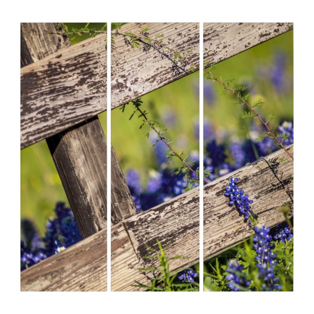 Texas Bluebonnets Around A Country Fence Triptych (Front)