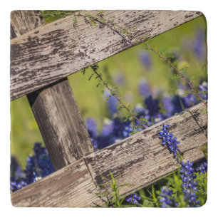 Texas Bluebonnets Around A Country Fence Trivet