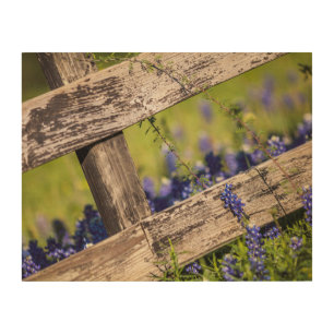 Texas Bluebonnets Around A Country Fence Wood Wall Art