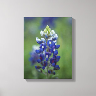 Texas Bluebonnets Canvas Print