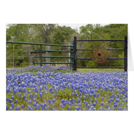 Texas Bluebonnets Cards (Front Horizontal)