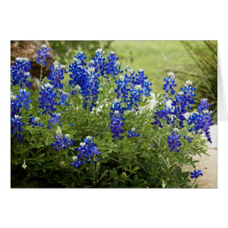 Texas Bluebonnets Cards