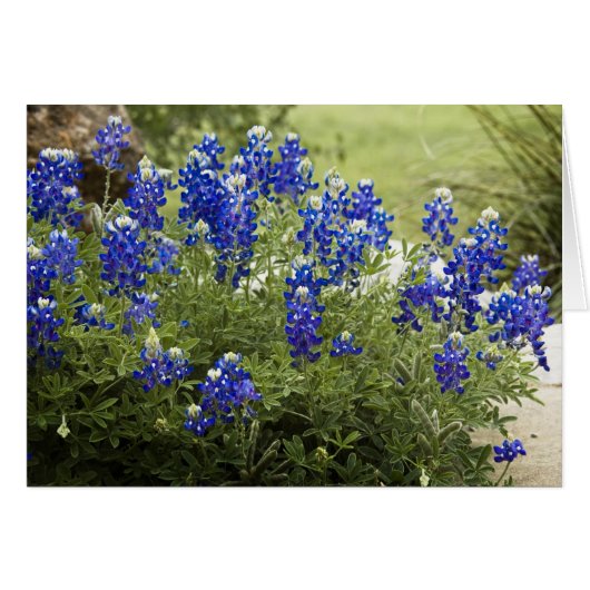Texas Bluebonnets Cards (Front Horizontal)