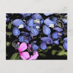 Texas Bluebonnets Closeup Postcard