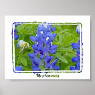Texas Bluebonnets Digital Watercolor Poster