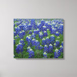 Texas Bluebonnets Field 2 Stretched Canvas Print at Zazzle