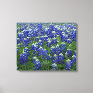 Texas Bluebonnets Field 2 Stretched Canvas Print