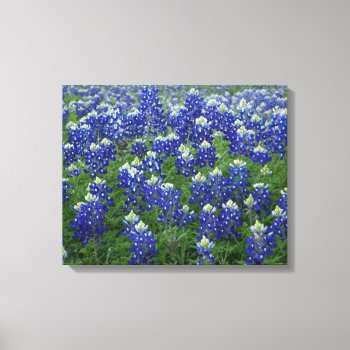 Texas Bluebonnets Field 2 Stretched Canvas Print by RossiCards at Zazzle
