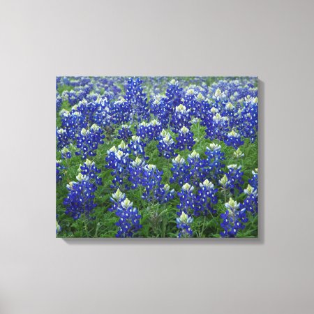 Texas Bluebonnets Field 2 Stretched Canvas Print