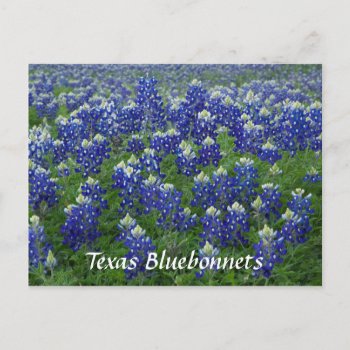 Texas Bluebonnets Field Photo Postcard by RossiCards at Zazzle