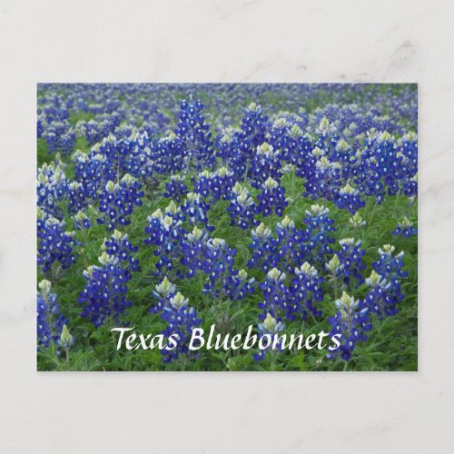 Texas Bluebonnets Field Photo Postcard