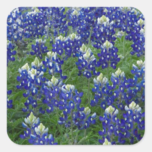 Texas Bluebonnets Field Photo Square Sticker