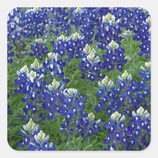 Texas Bluebonnets Field Photo Square Sticker (Front)