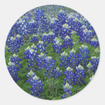 Texas Bluebonnets Field Photo Stickers at Zazzle