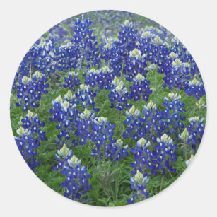 Texas Bluebonnets Field Photo Stickers