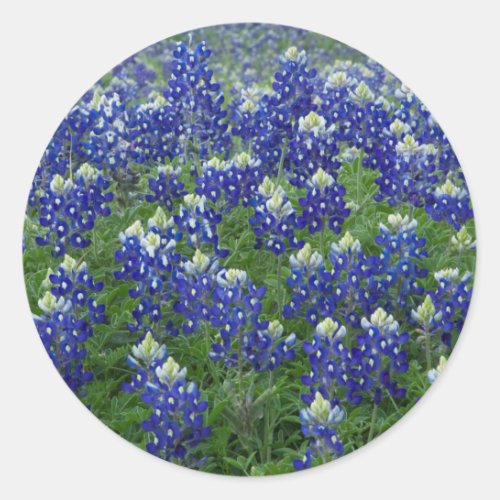 Texas Bluebonnets Field Photo Stickers