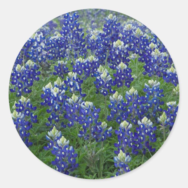 Texas Bluebonnets Field Photo Stickers (Front)