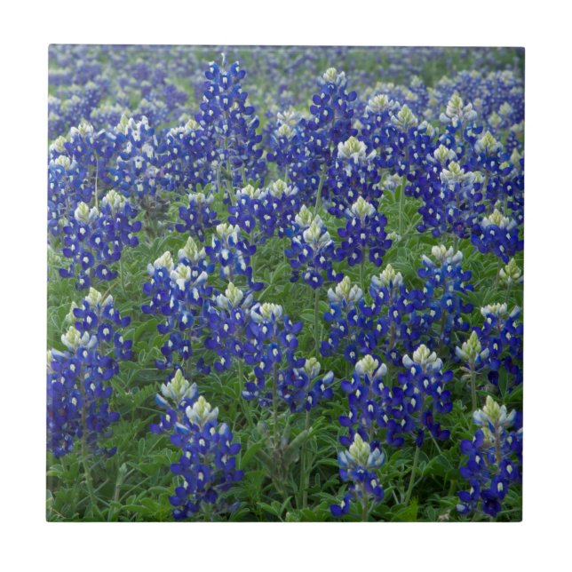 Texas Bluebonnets Field Photo Tile (Front)