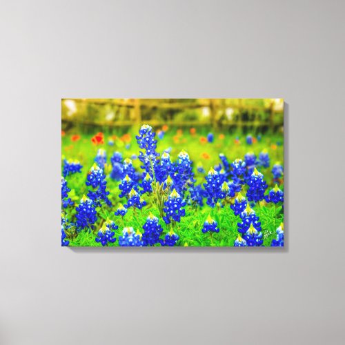 Texas Bluebonnets Field Rustic Blue Wildflowers Canvas Print