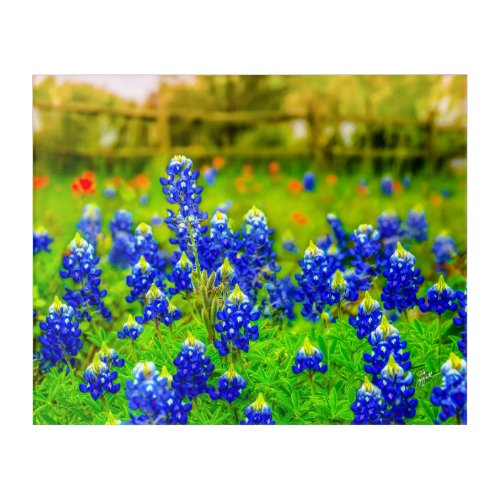 Texas Bluebonnets Field Wildflowers Fine Art
