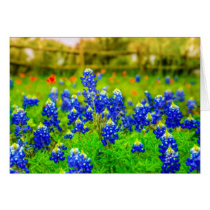 Texas Bluebonnets Floral Cards
