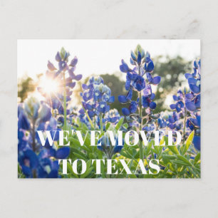 Texas Bluebonnets Flower Wildflower Blue Floral  Postcard