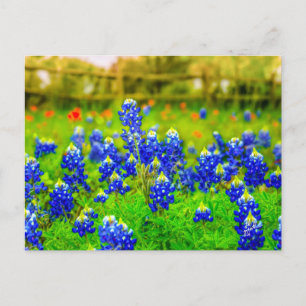 Texas Bluebonnets Indian Paintbrush Floral Postcard