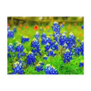Texas Bluebonnets Indian Paintbrush  Postcard