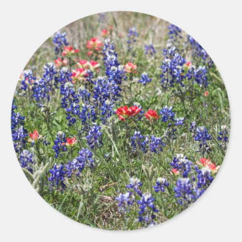 Texas Bluebonnets  Indian Paintbrush Wildflowers Classic Round Sticker