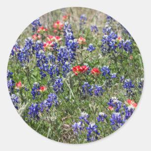 Texas Bluebonnets & Indian Paintbrush Wildflowers Classic Round Sticker