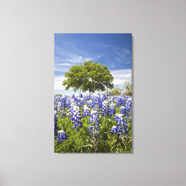 Texas bluebonnets(lupinus texensis) and oak canvas print (Front)