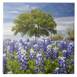 Texas bluebonnets(lupinus texensis) and oak ceramic tile