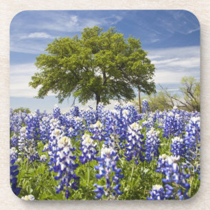 Texas bluebonnets(lupinus texensis) and oak drink coaster