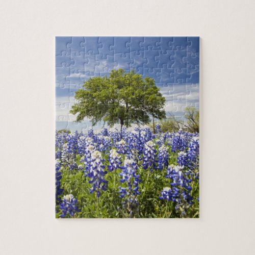 Texas bluebonnetslupinus texensis and oak jigsaw puzzle