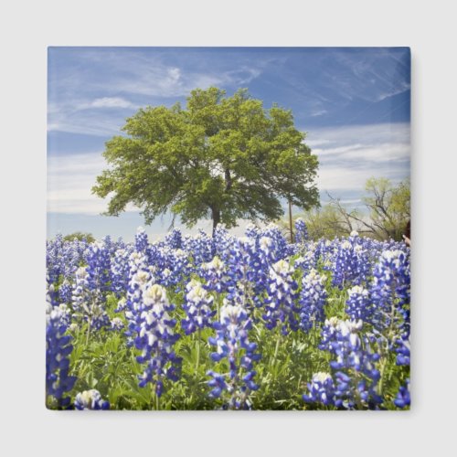 Texas bluebonnetslupinus texensis and oak magnet