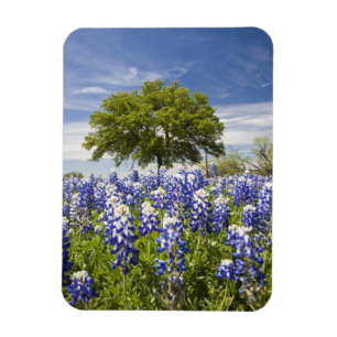 Texas bluebonnets(lupinus texensis) and oak magnet