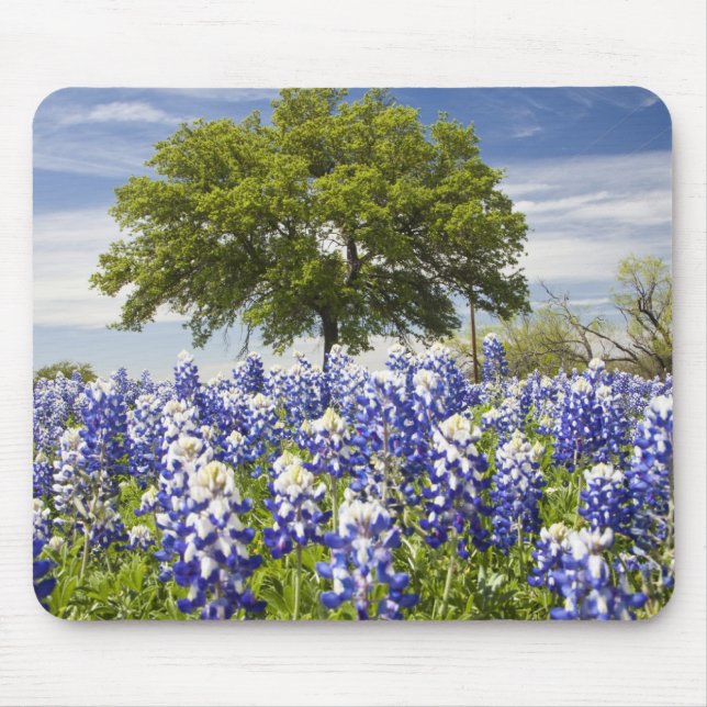 Texas bluebonnets(lupinus texensis) and oak mouse pad (Front)