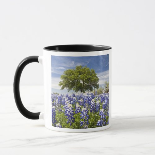 Texas bluebonnetslupinus texensis and oak mug