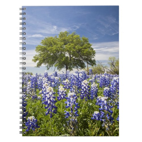 Texas bluebonnetslupinus texensis and oak notebook