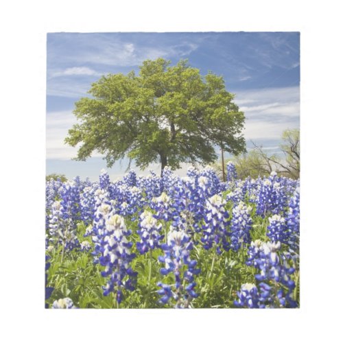 Texas bluebonnetslupinus texensis and oak notepad