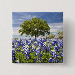 Texas bluebonnets(lupinus texensis) and oak pinback button