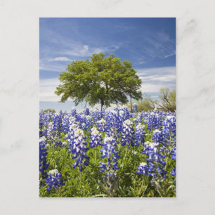 Texas bluebonnets(lupinus texensis) and oak postcard