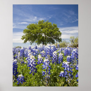 Texas bluebonnets(lupinus texensis) and oak poster