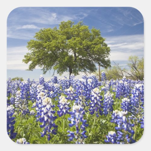 Texas bluebonnetslupinus texensis and oak square sticker