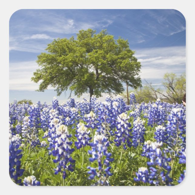 Texas bluebonnets(lupinus texensis) and oak square sticker (Front)