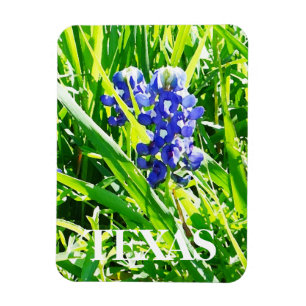 Texas Bluebonnets Magnet