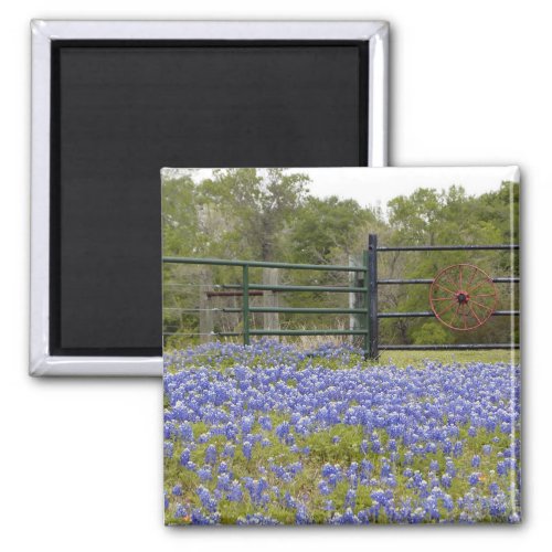 Texas Bluebonnets Magnet