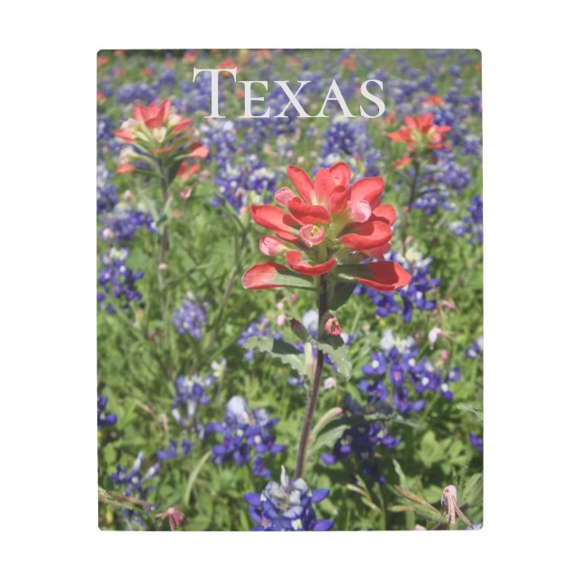 Texas Bluebonnets Metal Print (Front)