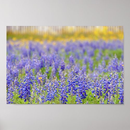 Texas Bluebonnets Nacogdoches County Poster